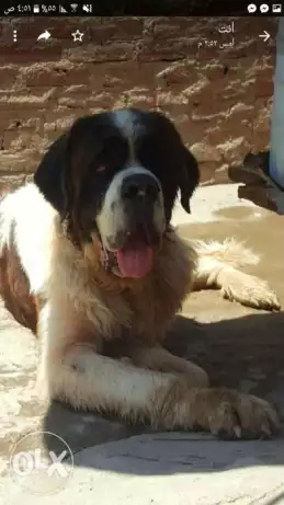 Male saint Bernard for matting