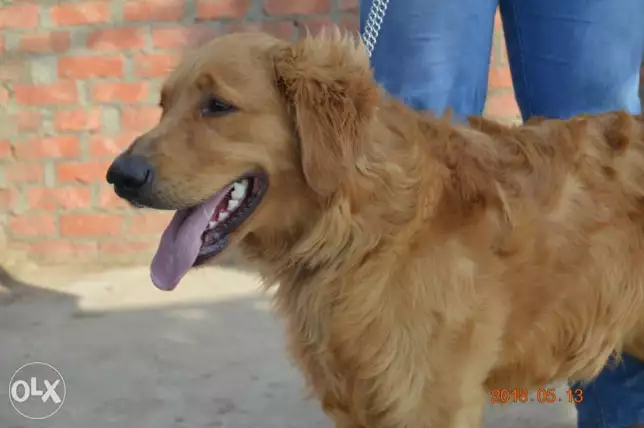 كلبه هادئه وتحب الأطفال