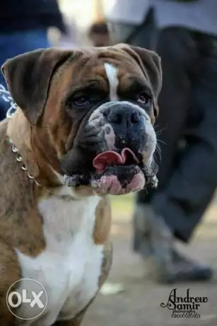 ذكر بوكسر المانى للزواج فقط