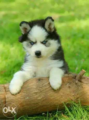 Siberian husky puppies