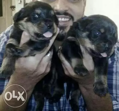 جراوي روت احفاد Rex-TimitTor