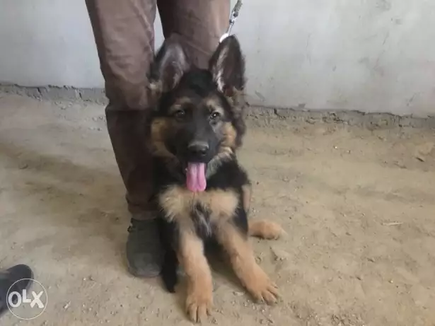 كلب جيرمن شيبرد لونج هير