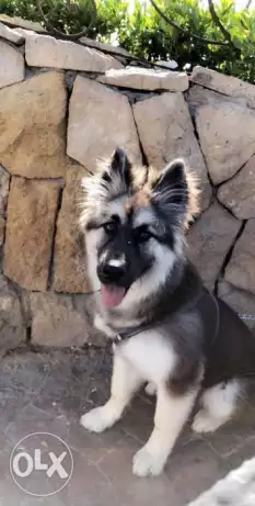 Black german shepherd