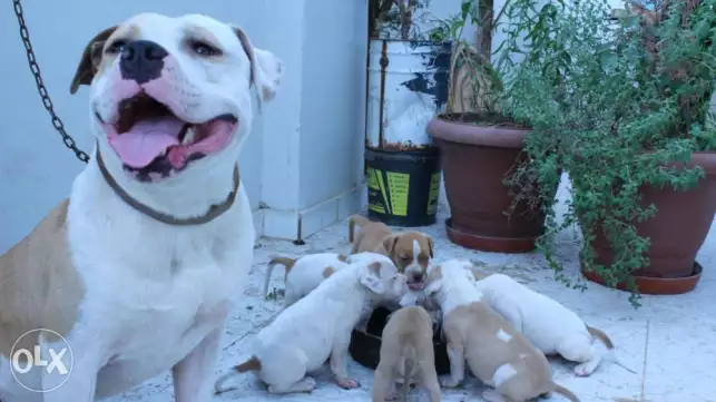 American pitbull puppies