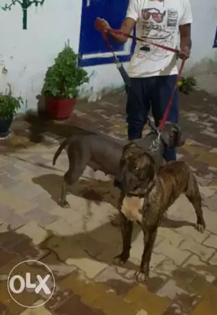 للزواج ذكر بيتبول تايجر قوى جدا.