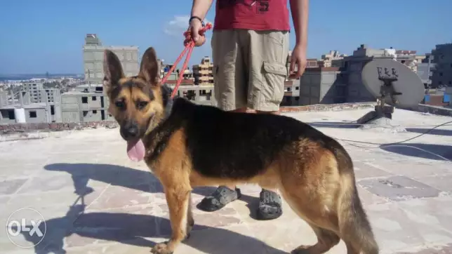 ذكر جيرمن للبيع