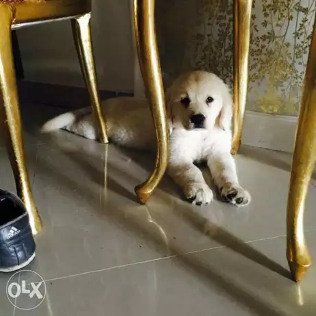 British white golden retriever puppy