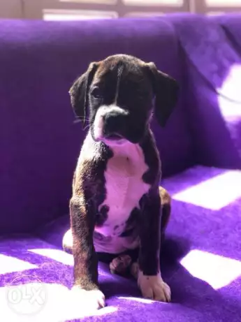 Female boxer نتاية بوكسر