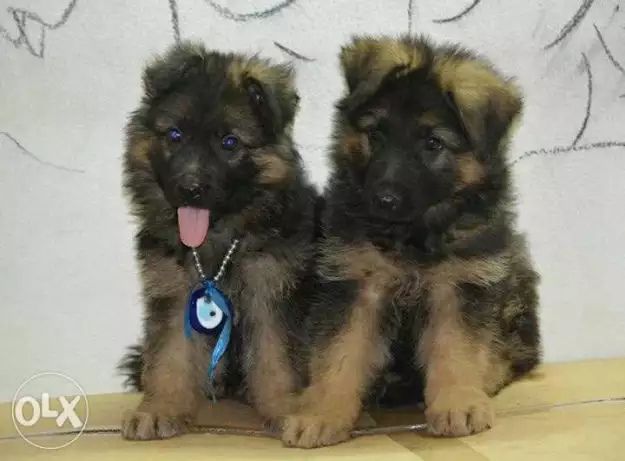 جراوى جيرمن ٤٥ يوم بيور لونج هير تقليب محترم كسحة بياكلو اى اكل بيتى