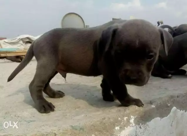 جرو بيتبول بسعر خيالي