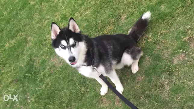 Husky