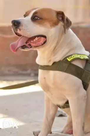 جرو بيتبول نتايه تقليب عالي