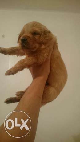 جراوي جولدن ريتريفر 38 يوم ذكور شكولت ايناث Golden