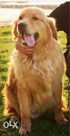 للبيع او للجواز ذكر جولدن