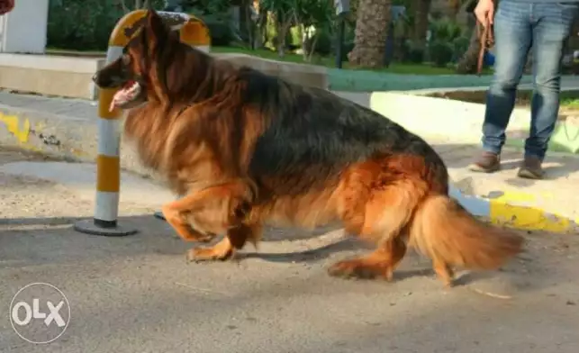 ذكر جيرمن للزواج فقط