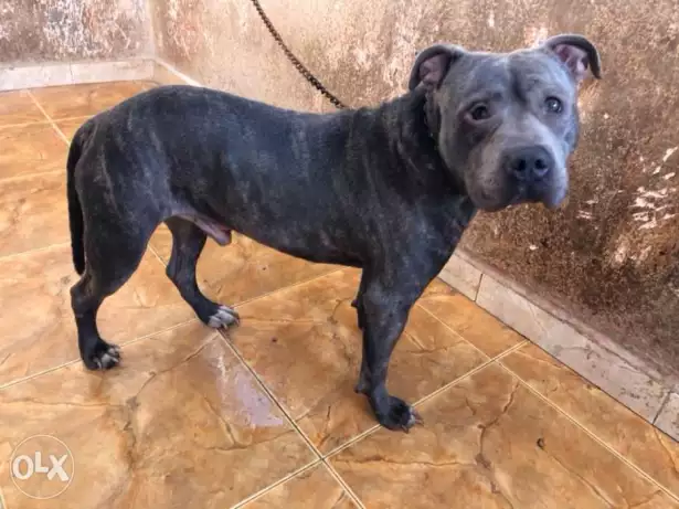 بيتبول للبيع