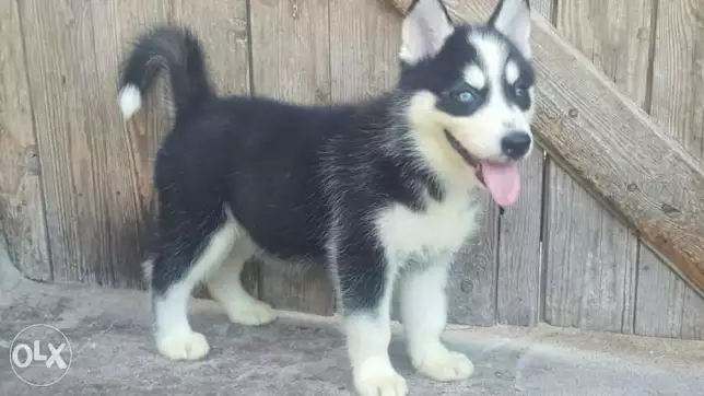 اجمل بنوته هاسكي اب مستورد عمر٥٠ يوم عيون زرقه