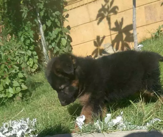 للبيع من اجمل مستويات الجيرمن شيبرد جرو ذكر 50 يوم