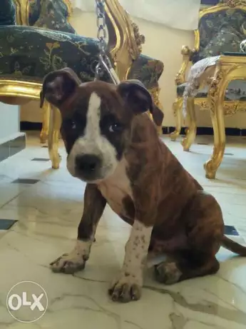 جرو بيتبول بريندل