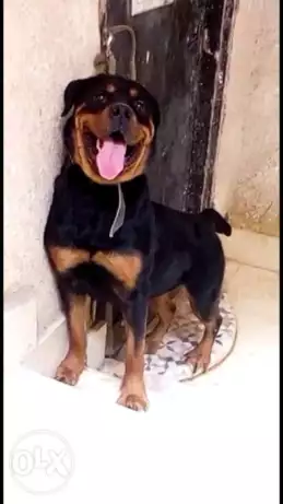 نتايه روت داخله ع حيض