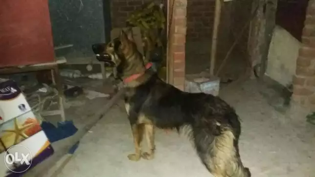 German shepherd 1’500