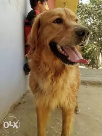 ذكر جولدن شوكليت بيور لونج هير