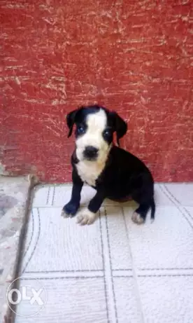 بتبول تقليب عالي