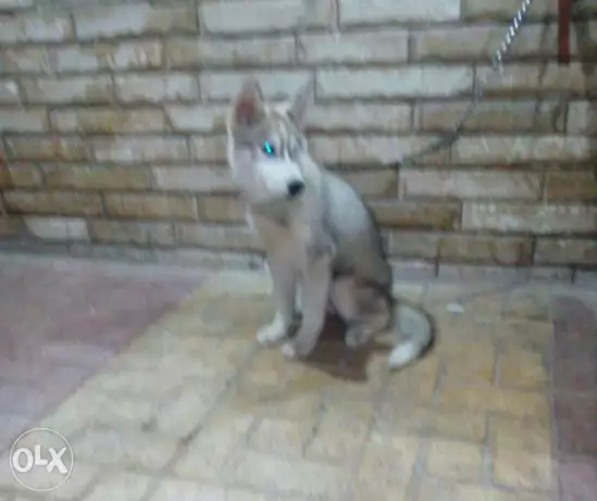 للبيع نتاية هاسكى 87 يوم