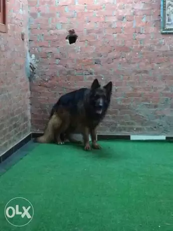 البطل روك للزواج