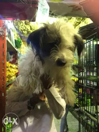 كلب جريفون للبيع