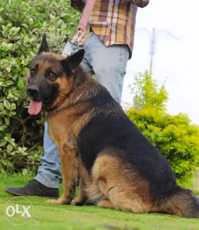 للبع او للبدل ب دكر روت دكر جيرمن تقليب وضحا