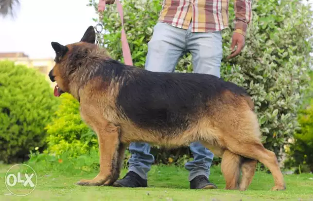 للبع او للبدل ب دكر روت دكر جيرمن تقليب وضحا