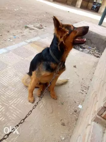 دكر جيرمن لونج هير