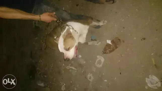 نتايه بيتبول سنه وشهر