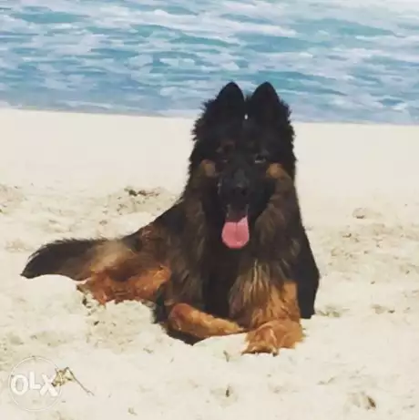 GSD german shepherd (جيرمن شيبرد)