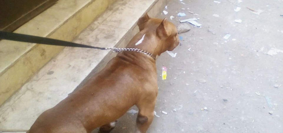 أمريكان بيتبول Extreme LARGE