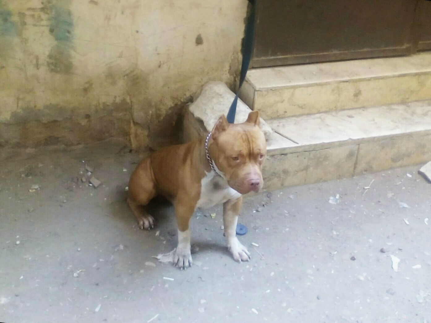 أمريكان بيتبول Extreme LARGE