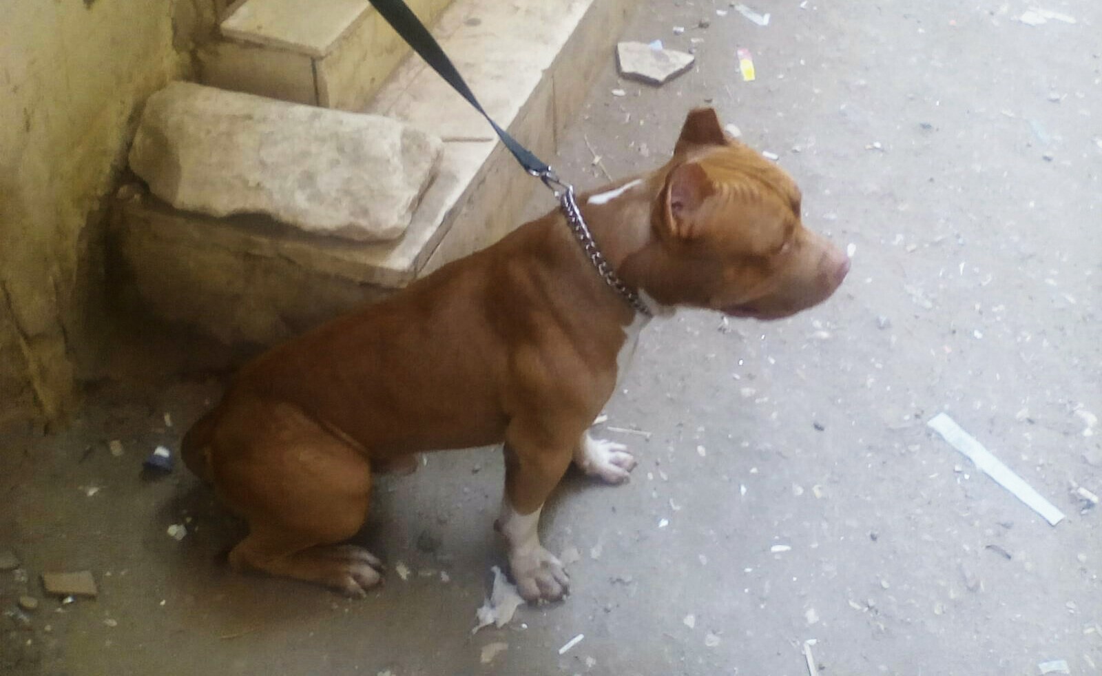 أمريكان بيتبول Extreme LARGE