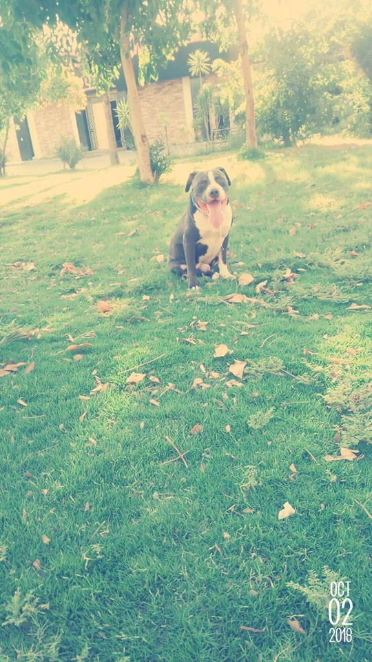 للزواج فقط ذكر بيتبول بولى امريكى