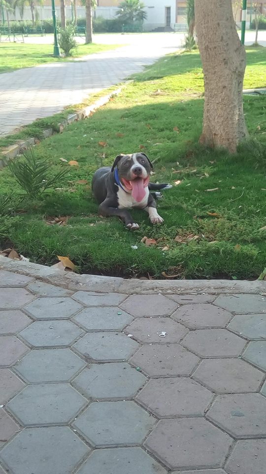 للزواج فقط ذكر بيتبول بولى امريكى