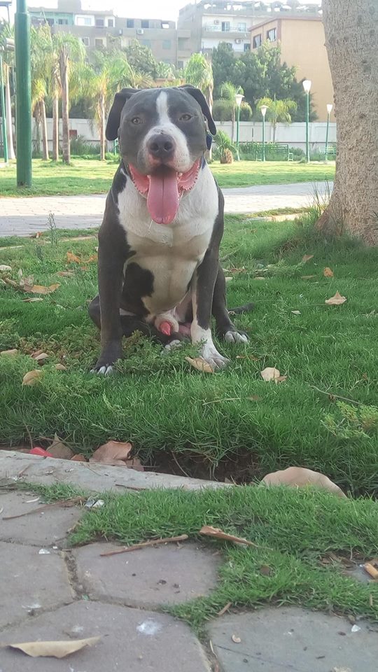 للزواج فقط ذكر بيتبول بولى امريكى