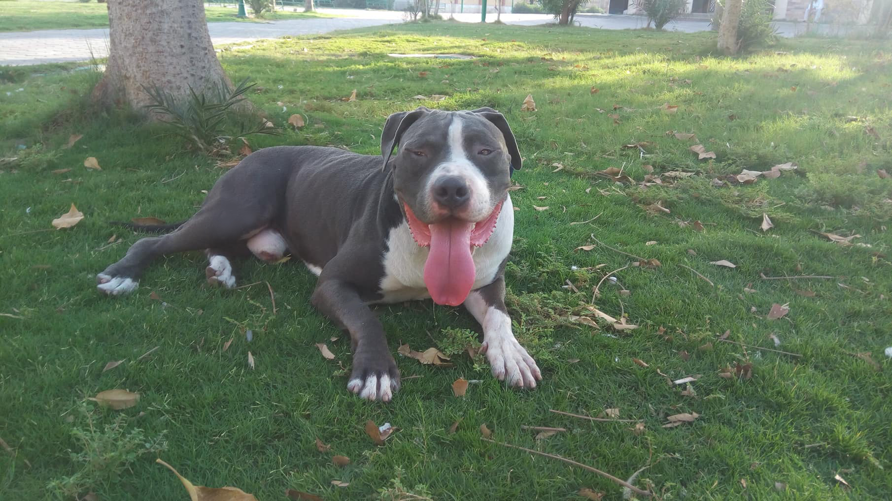 للزواج فقط ذكر بيتبول بولى امريكى