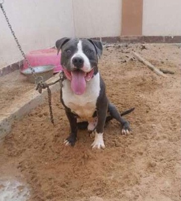 للزواج فقط ذكر بيتبول بولى امريكى