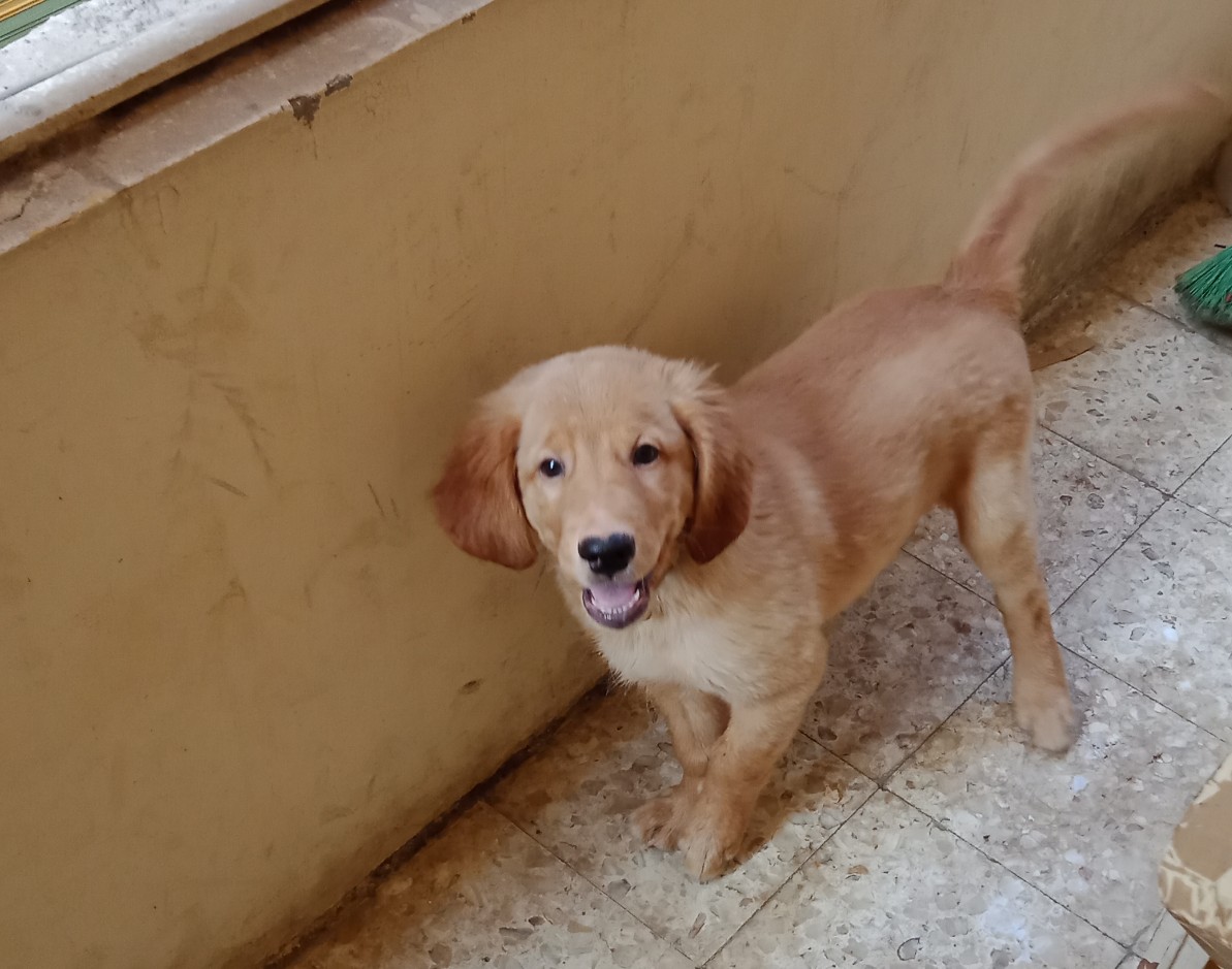 جولدن للبيع