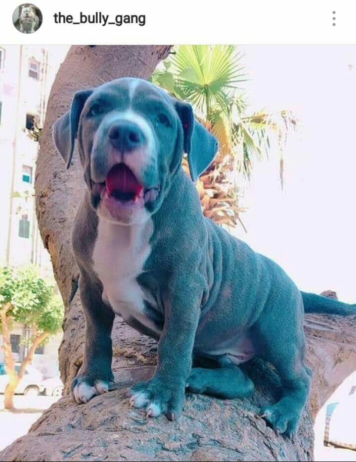 دكر بولى اكس لارج للزواج وارد امريكا