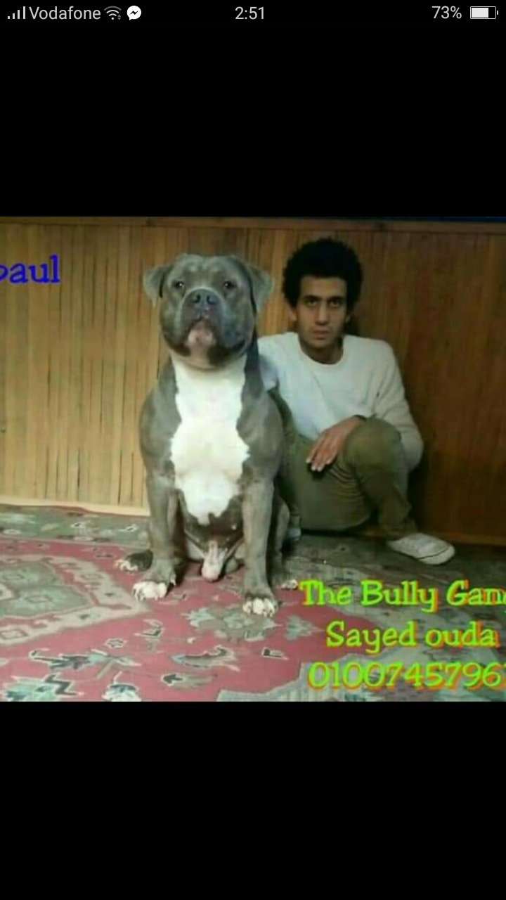 دكر بولى اكس لارج للزواج وارد امريكا