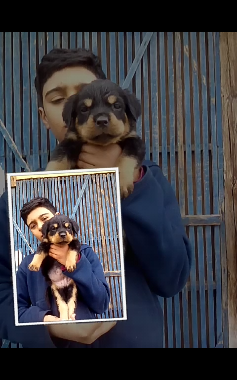 متاح جراوي روت المانى وامريكى عمر40 يوم