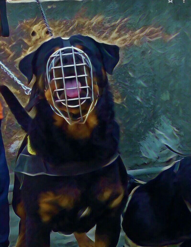 متاح روت المانى للتزاوج مواصفات مميزه