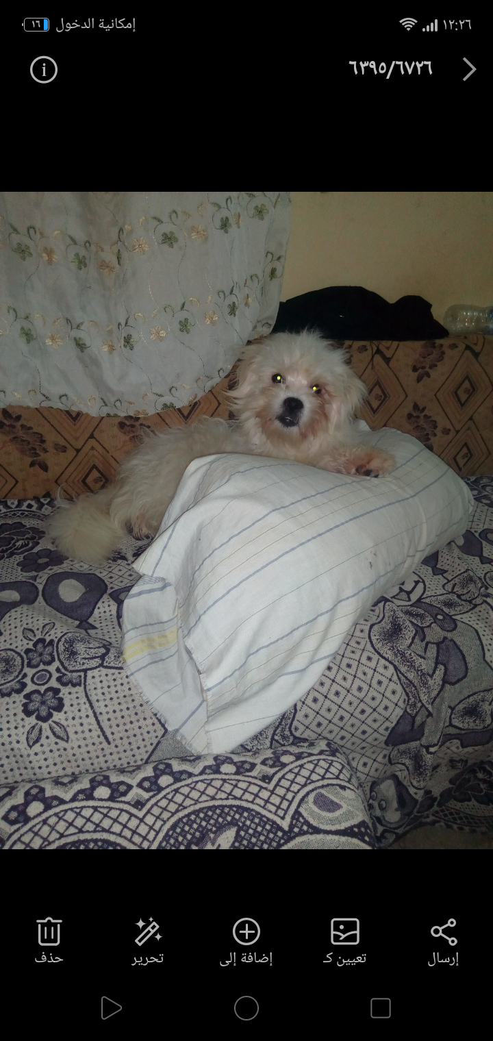 الاسكندريه