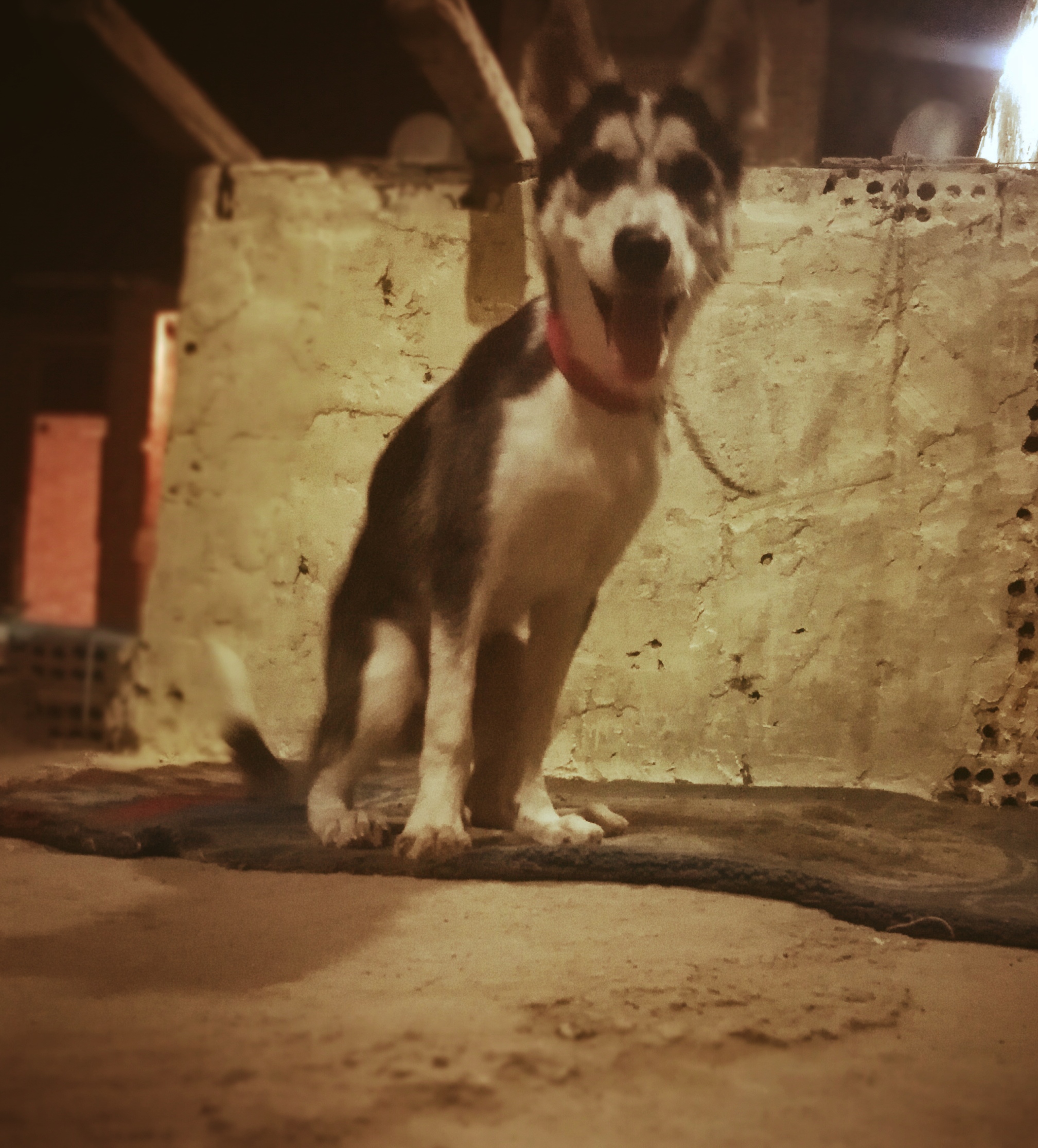 For sale Born Husky 3 months